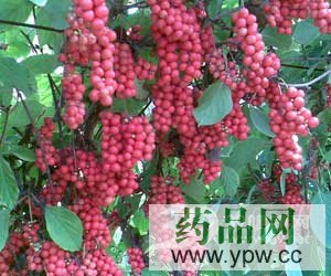 ��ζ�ӣ�����ˎ��ð�H